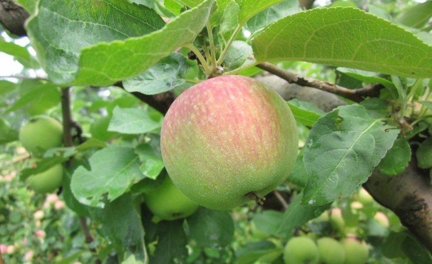 яблуня Боровинка