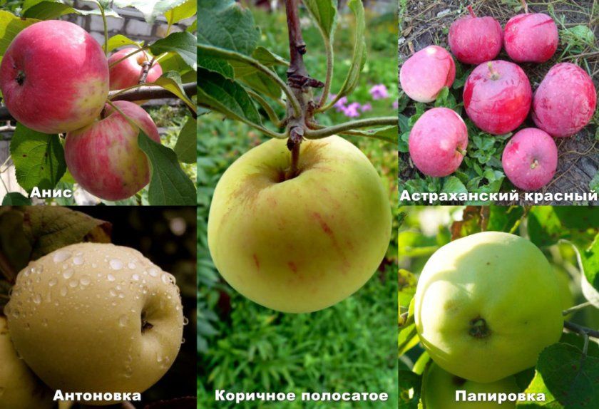 Сорти яблук запилювачів