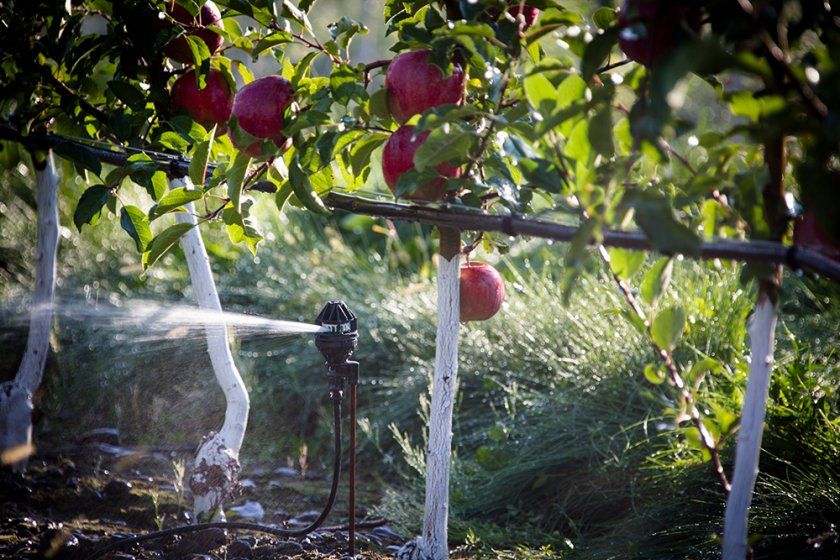 полив яблуні