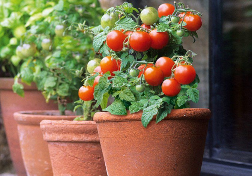 Вирощування томатів будинку