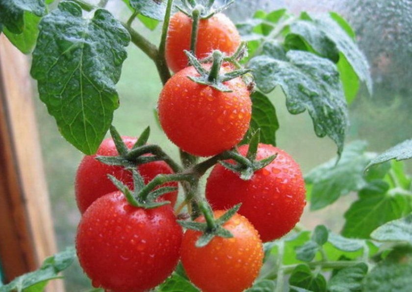 обприскування томатів