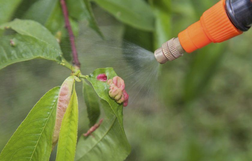Обприскування листя персика