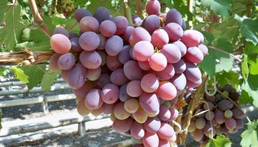 Виноград «Отаман»