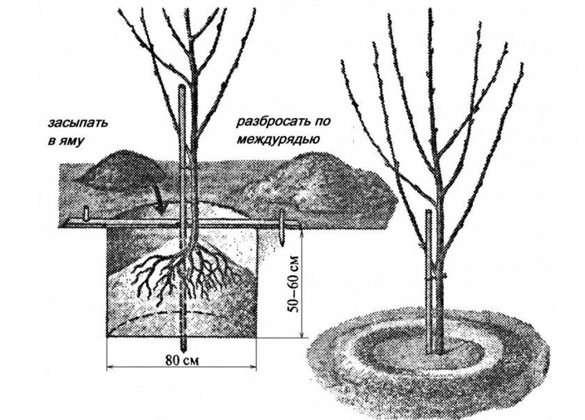 Схема висадки саджанця вишні в грунт