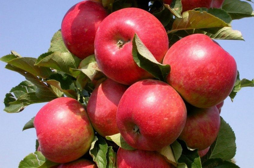Сорт яблуні Арбат