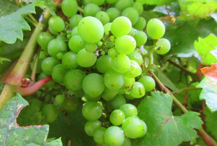 зелений виноград