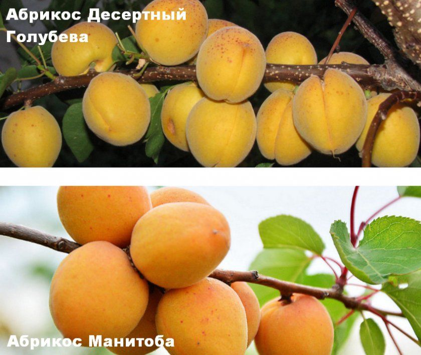 сорти абрикоса