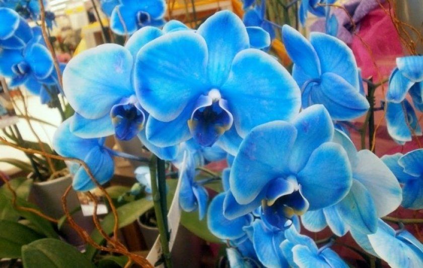 Вибір блакитний орхідеї в магазині