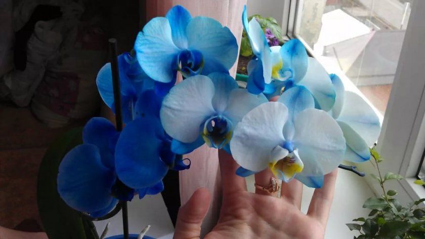 Блакитна орхідея в домашніх умовах