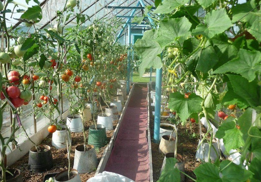 Підв'язка огірків і томатів теплиці