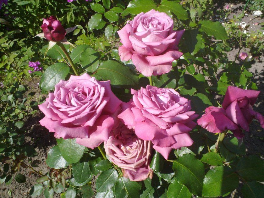 Троянди Claude Brasseur