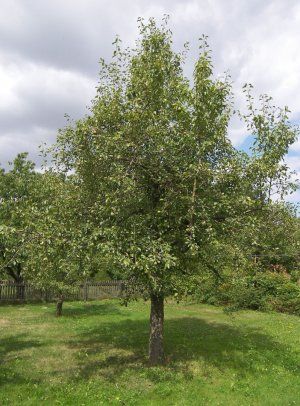 Дерево груші Російська красуня
