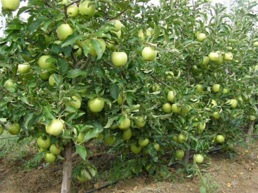 Карликова дерево яблуні
