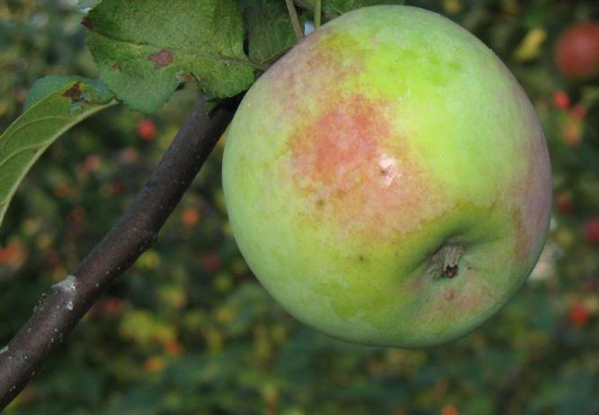 Сорт яблук Березневе