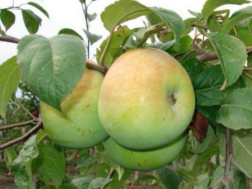 яблуня Березневе