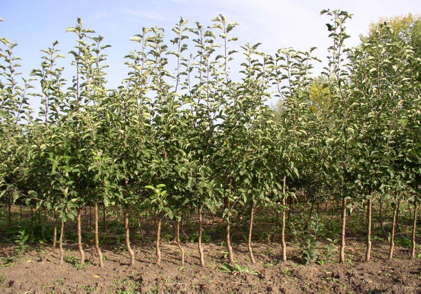 Місце для вирощування яблунь