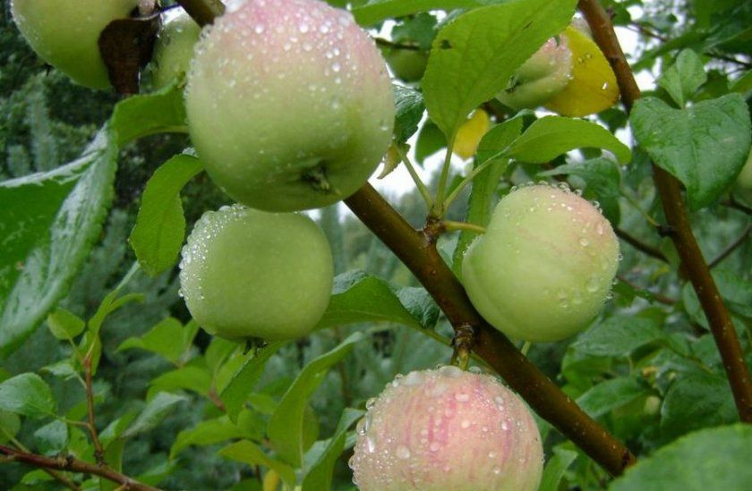 Яблуня кущова Кроха