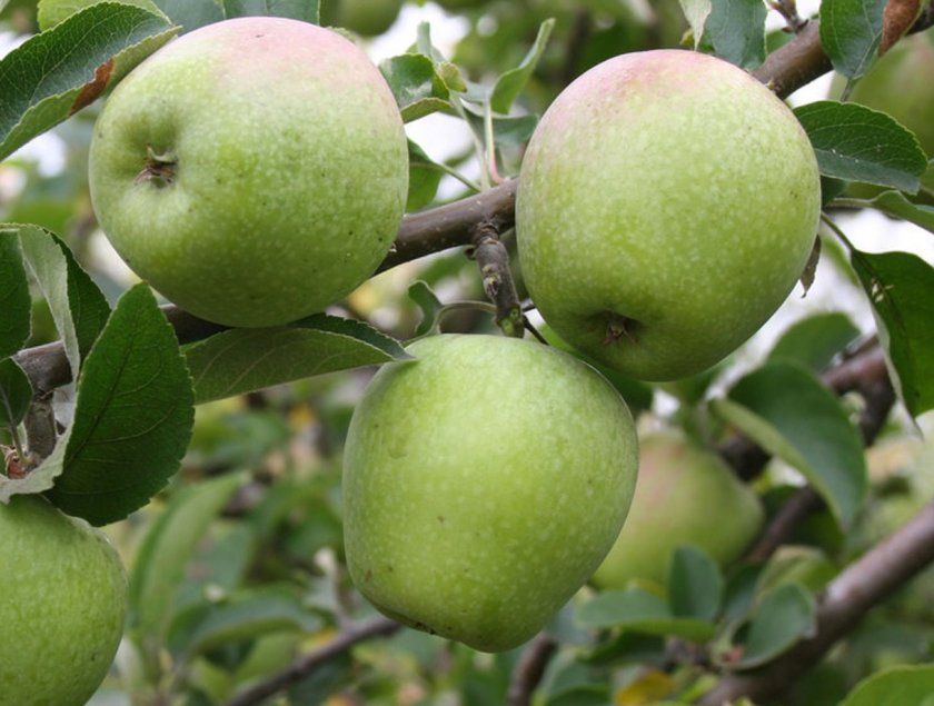 Урожайність яблунь сорту Розмарин