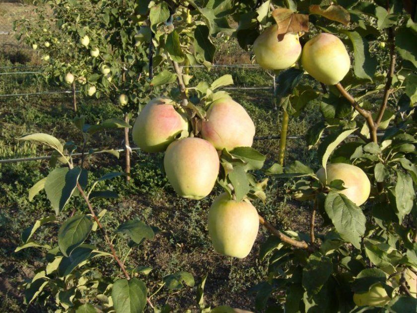 урожай яблуні Розмарин