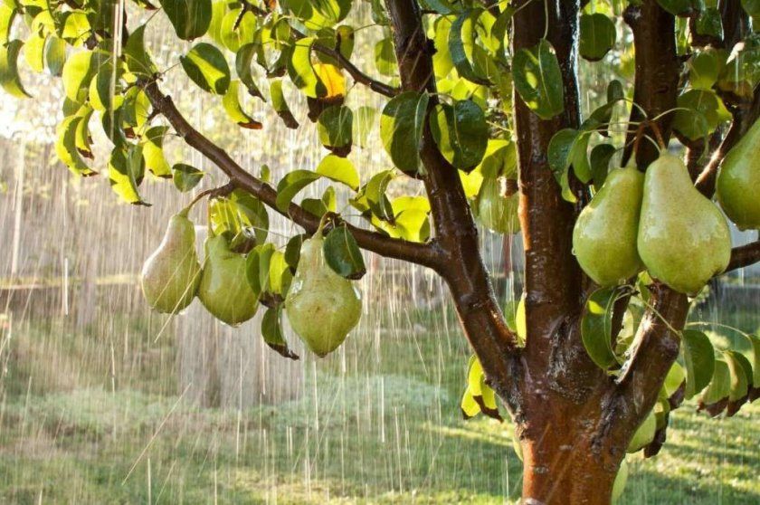 дощування груші