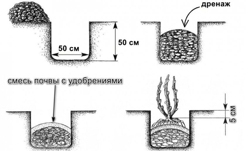 Схема посадки ягідного чагарнику