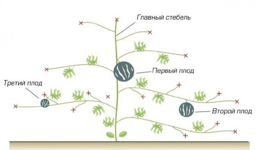 Схема прищипування кавунів