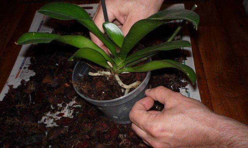 Терміни посадки орхідеї