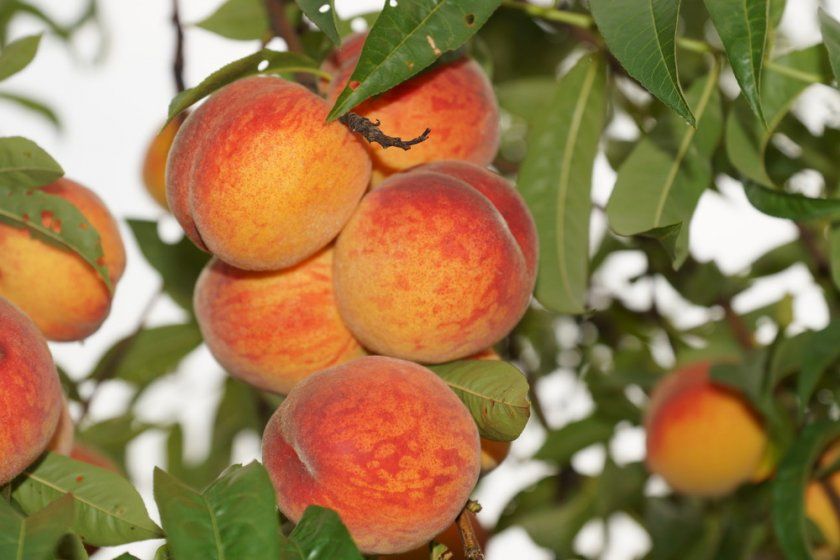 урожай персиків