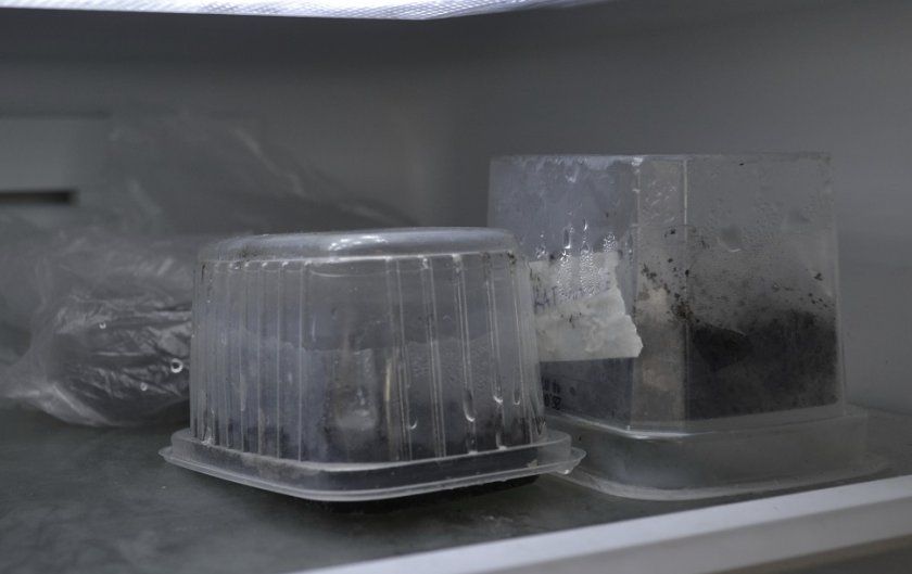 Персикові кісточки в холодильнику