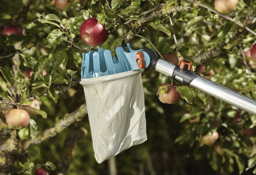 Як знімати яблука з дерева