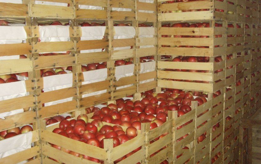 зберігання яблук