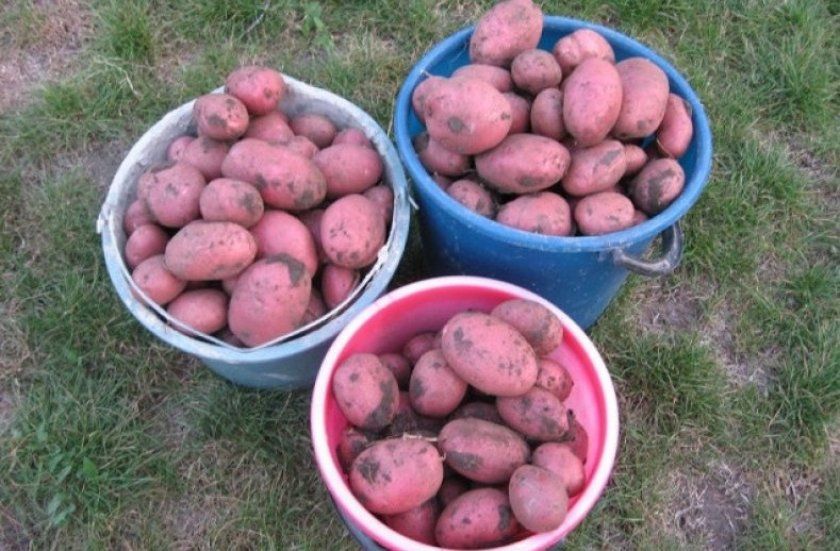 Урожай картоплі Алладін