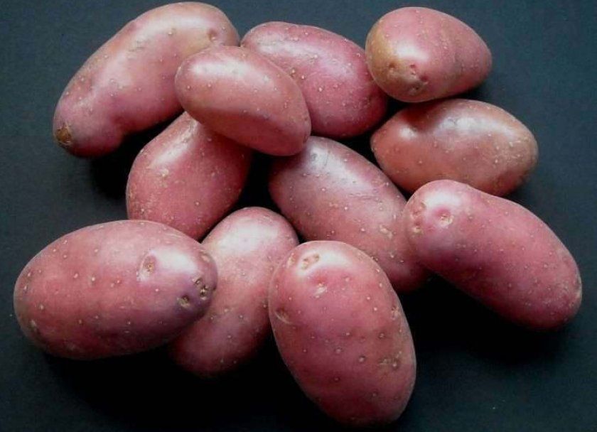 Сорт картоплі Беллароза