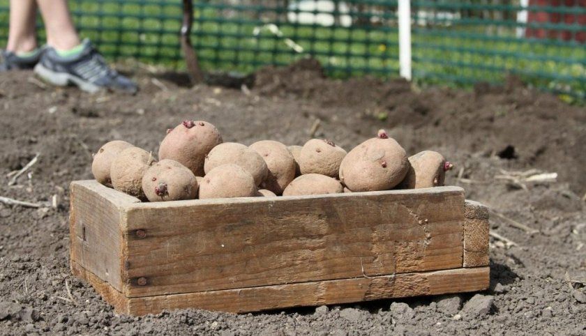 підготовка картоплі