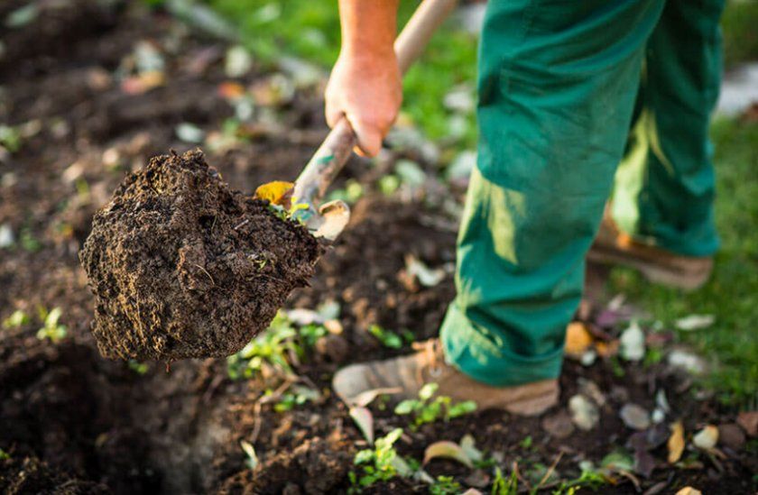 Підготовка ґрунту до висадки картоплі