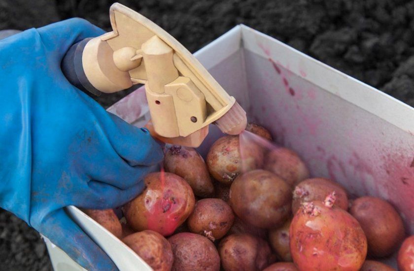 Передпосадкова обробка картоплі