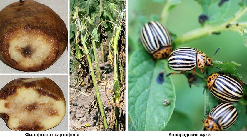 Фітофтороз картоплі і колорадські жуки