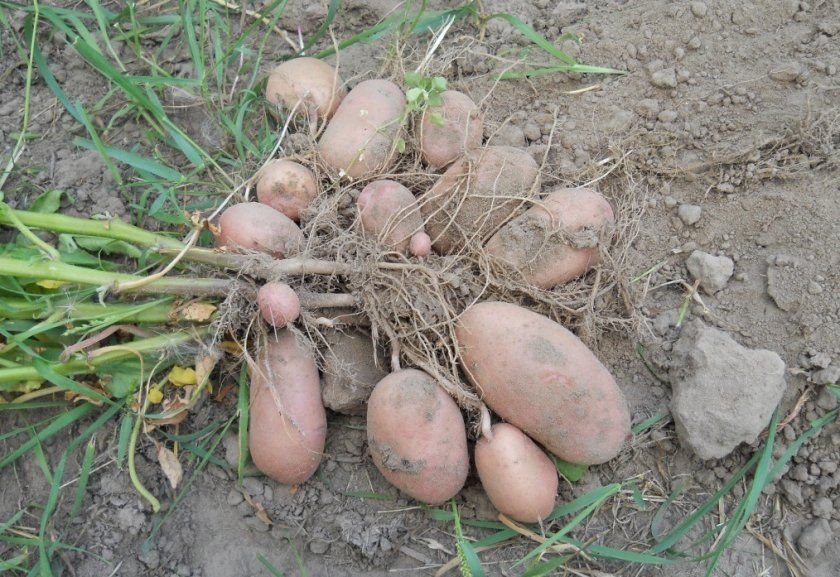 Збір врожаю картоплі Тірас