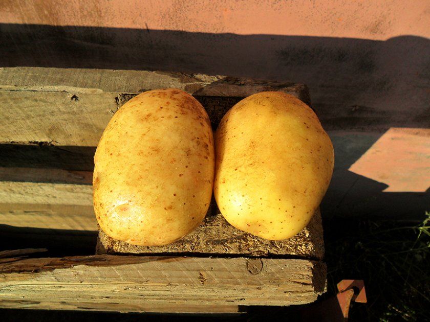 Посадка і вирощування картоплі уладар