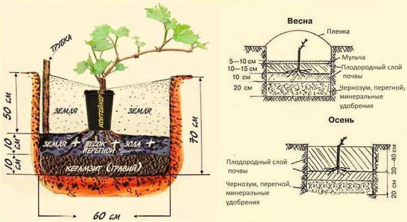 Схема посадки винограду навесні і восени