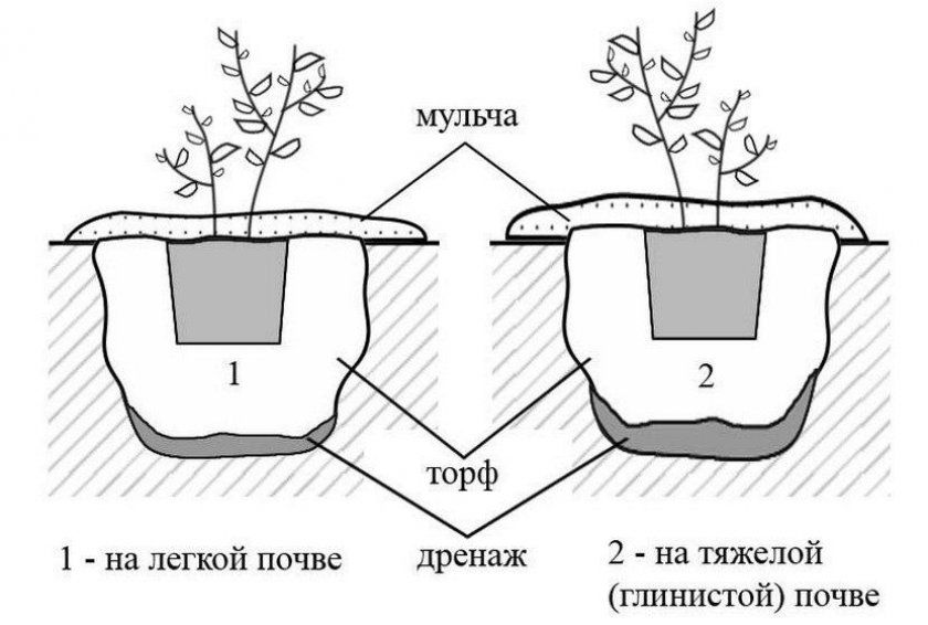 Схема посадки лохини на різних типах грунтів