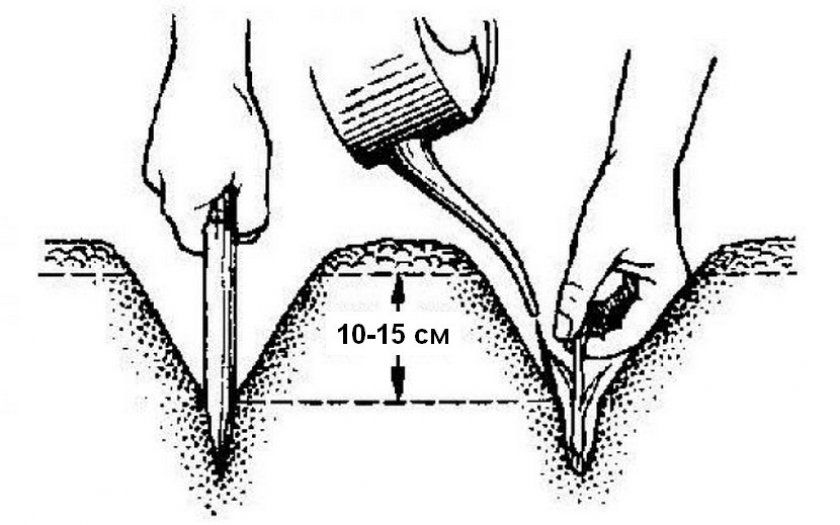 Схема посадки цибулі-порей