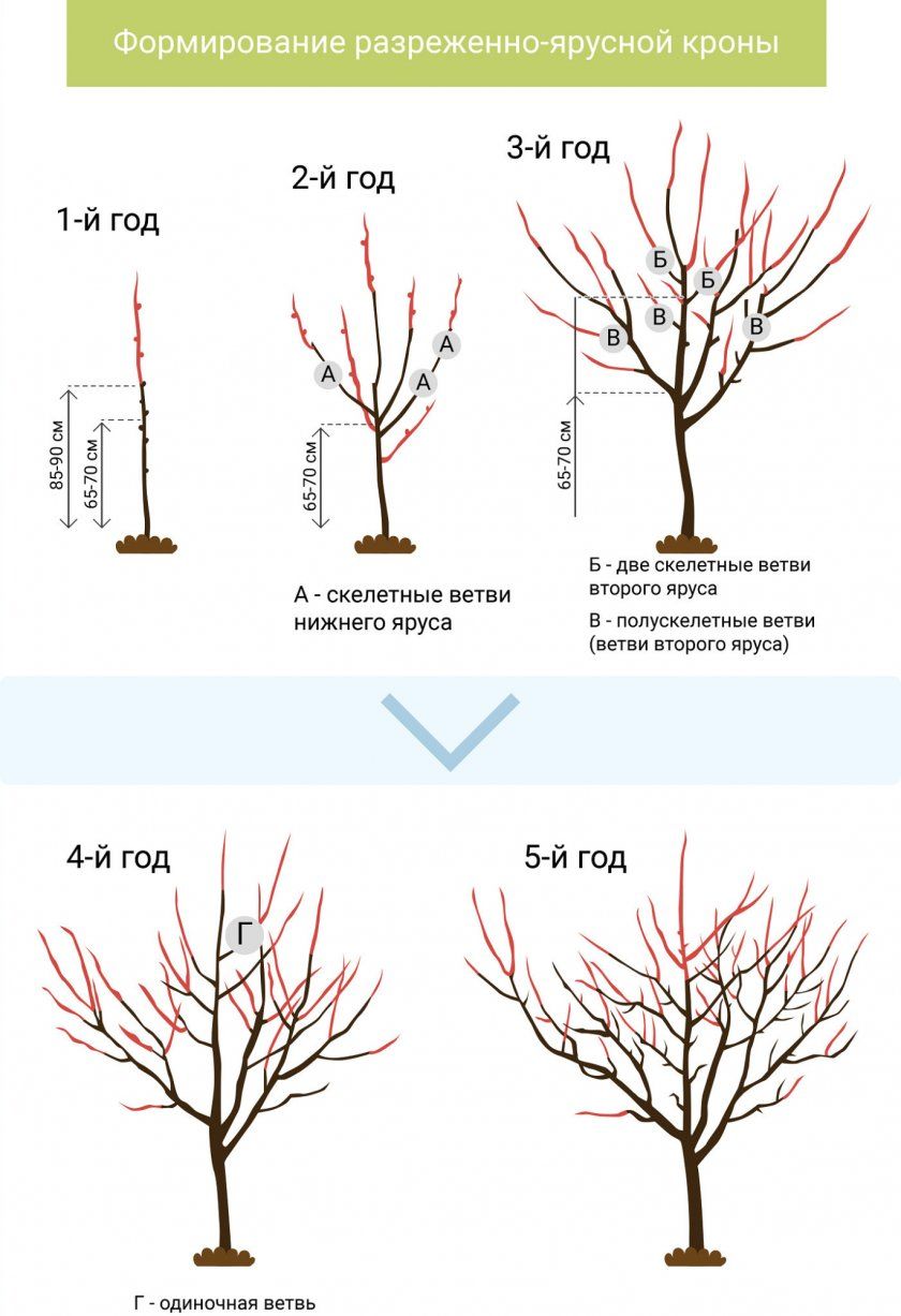 Схема форміровкі разреженно-ярусної крони плодового дерева