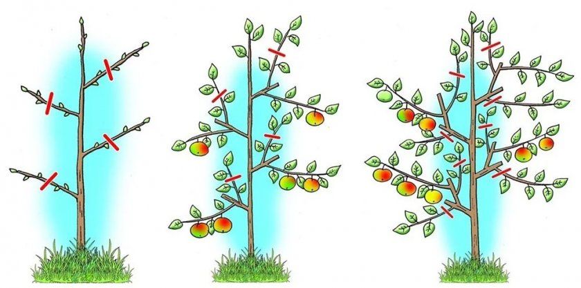 Схема обрізки колоновидною яблуні