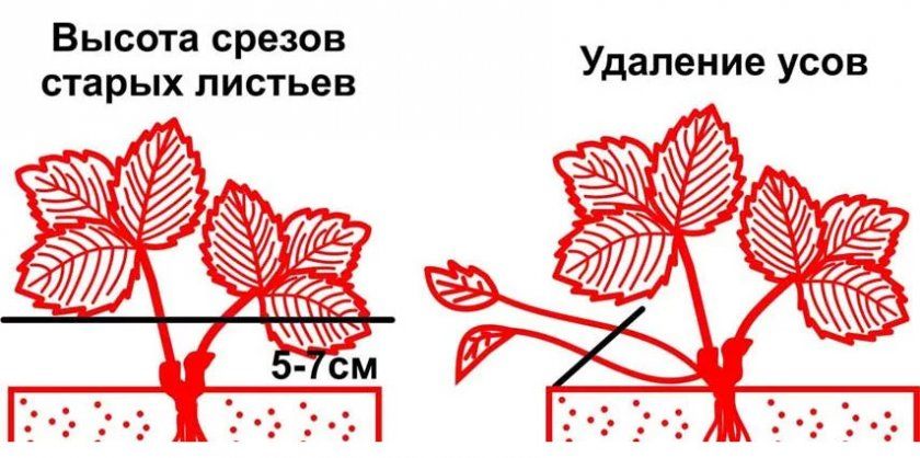 Місця зрізів полуниці