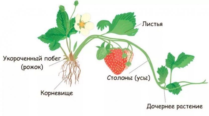 Будова куща полуниці