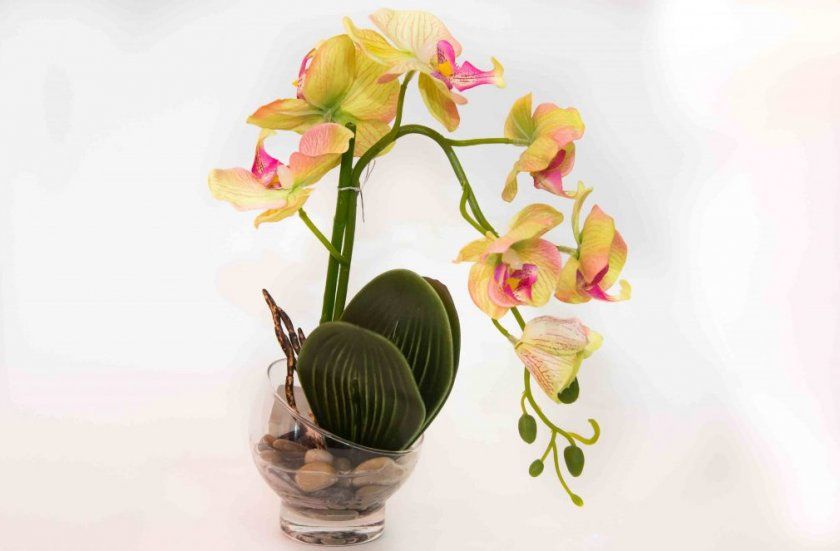 Орхідея в скляній вазі