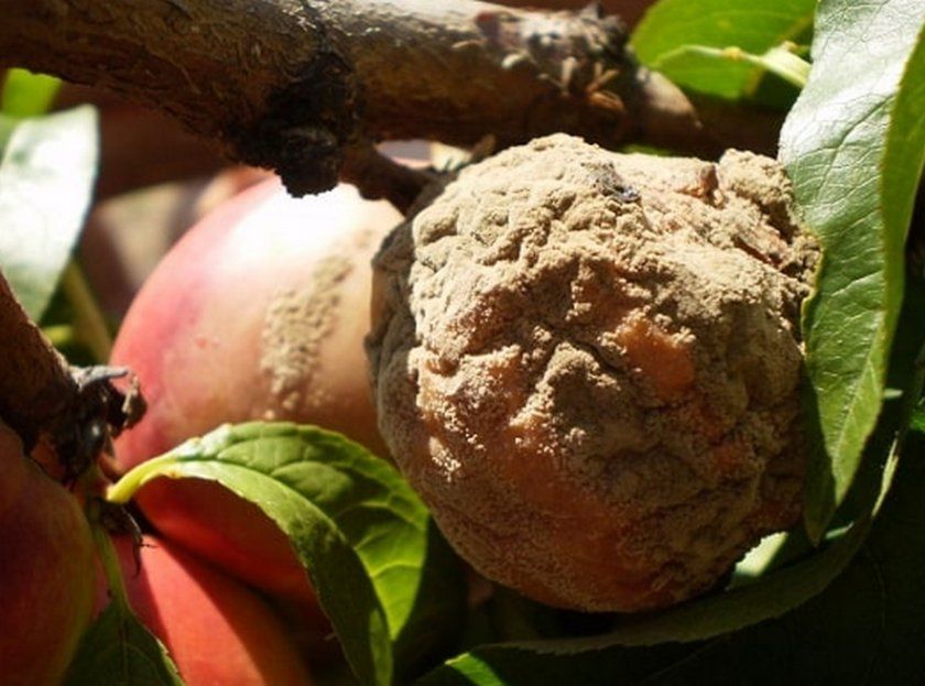 Моніліоз на плодах персика