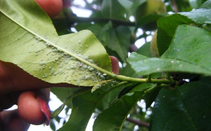 Попелиця на листках персика