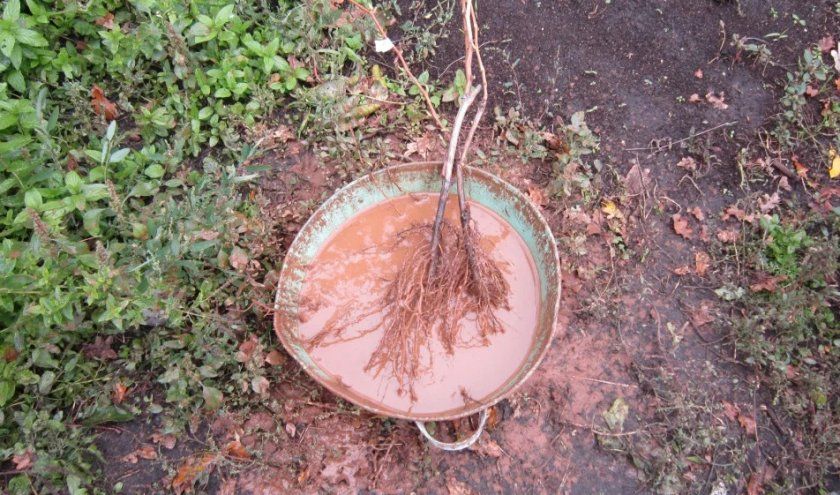 Замочування коренів саджанця в глиняній бовтанці